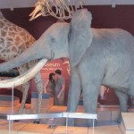 Elephant at the Albert Museum