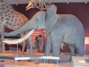 Elephant at the Albert Museum