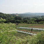 Farmed Fields