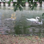 Baby Swans!