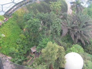 Platform View of the Rainforest Biome